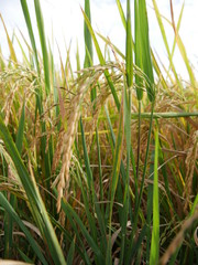 rice in the field