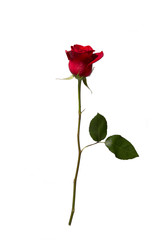 Obraz premium czerwona róża na białym tle