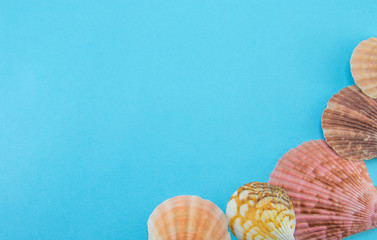 Blue bright background and different sea and ocean shells (cones and scallops) in the right corner. Space for text and space to fill. Template for the inscriptions and clams.