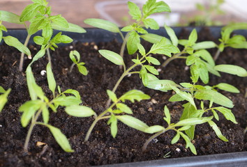 The background for home of agriculture.Young plants of tomato seedlings on a wooden table.