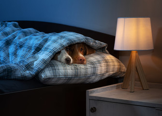 two dogs are sleeping. Disease, health, virus. Jack Russell Terrier and Toller under the blanket in...