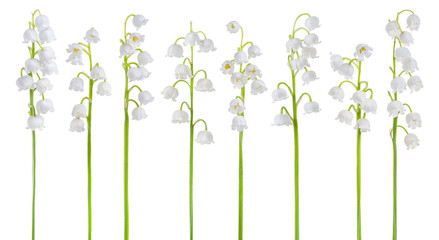Set of Lily of the valley (Convallaria majalis) stems, blooming spring flowers, closeup, isolated on white background © rustamank