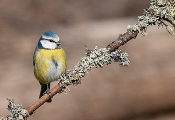 Fototapeta premium Blue tit drink water and sitting on branch