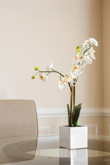 White orchid plant on a glass table in a residential home with a neutral color palette