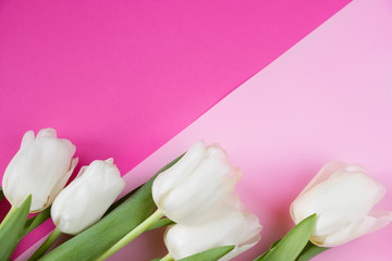 White tulips on pink background