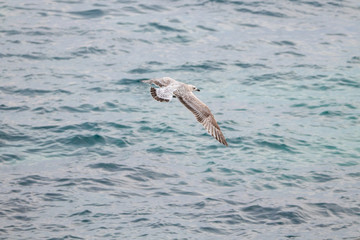 Free flying seagull on the beach