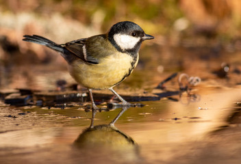 Great Tit feeding and drinking in garden