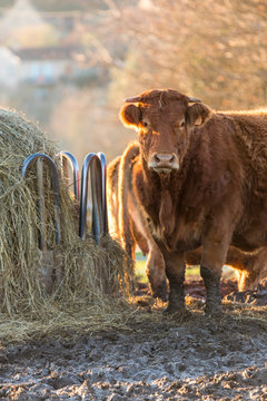 Un boeuf marron pr&egrave;s d'un ratelier  &agrave; foin