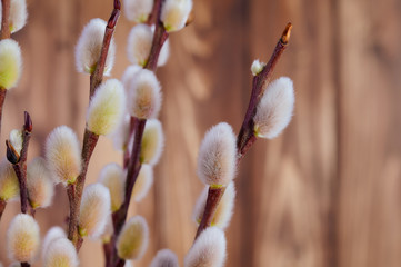 branches of willow catkins against brown background