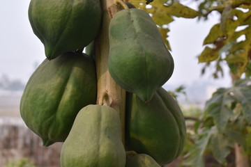 green passion fruit on the tree