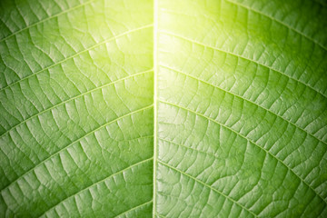 Amazing nature view of green leaf on blurred greenery background in garden and sunlight with copy space using as background natural green plants landscape, ecology, fresh wallpaper concept.