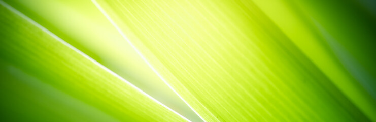 Amazing nature view of green leaf on blurred greenery background in garden and sunlight with copy space using as background natural green plants landscape, ecology, fresh wallpaper concept.