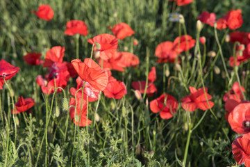 field of blooming red poppies in spring. Splendid flowering of poppies