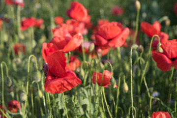 field of blooming red poppies in spring. Splendid flowering of poppies