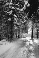 The road is covered with snow in a spruce forest in winter. Vertical monochrome foto.