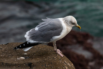 Free flying seagull on the beach