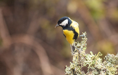 Great Tit feeding and drinking in garden