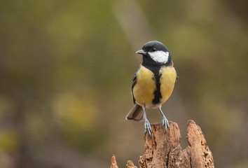 Great Tit feeding and drinking in garden