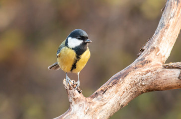 Fototapeta premium Great Tit feeding and drinking in garden