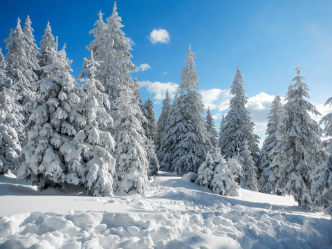 idyllic winter scene in bucegi mountains romania