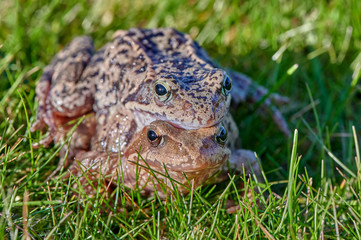 Frogs mate