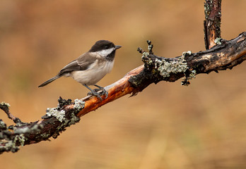 Sombre Tit on feeding station