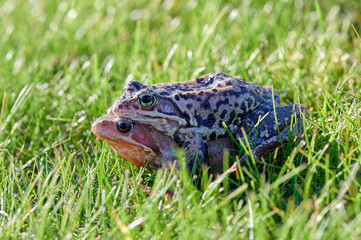 Frogs mate