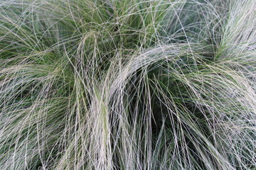 Orphangirl hair grass in the garden