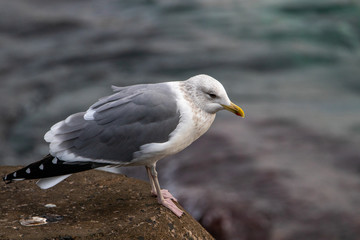 Free flying seagull on the beach