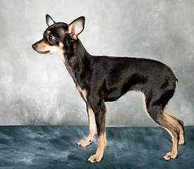 Russian toy terrier puppy on grey background