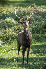 Naklejka premium cerfs de Barbarie