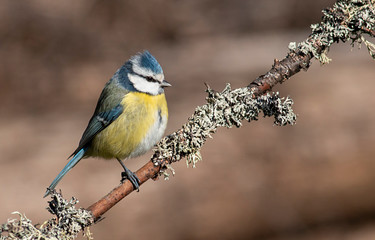 Obraz premium Blue tit drink water and sitting on branch