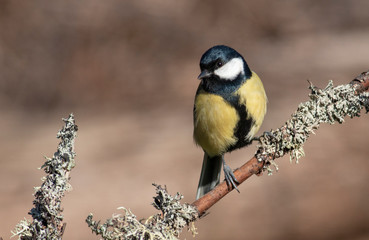 Great Tit feeding and drinking in garden