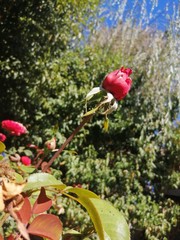 flowers in the garden