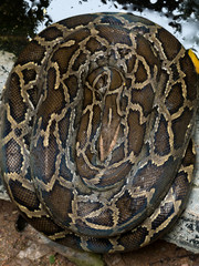 Close up of burmese python snake is very large and curl up