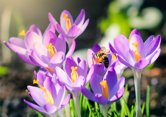 Purple crocus flowers in garden, awakening in spring to the warm gold rays of sunlight