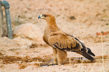Birds of Kalahari