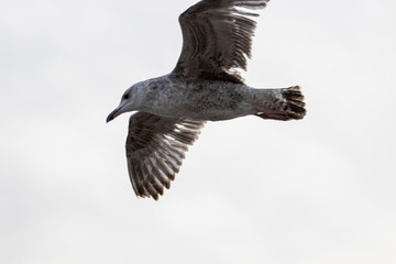 Free flying seagull on the beach