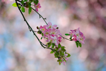 Spring blossom: branch of a blossoming apple tree on garden background