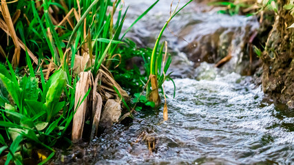 stream in forest