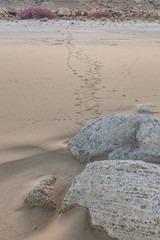 Traces of snake in the sand. Sand Texture. Background from brown sand. selective focus