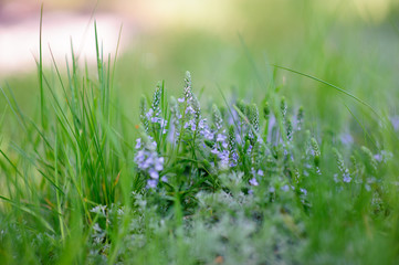 small blue flowers on blurred background of green grass.