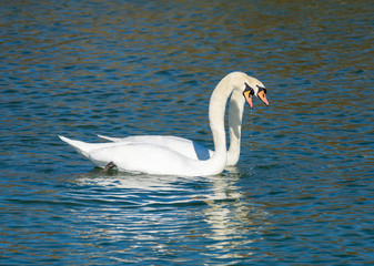 Synchronized dance of a swan couple preparing to breed on the shores of the Upper Zurich Lake (Obersee), Rapperswil, Switzerland