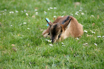 Niedliche Ziegenbaby Capra aegagrus hircus im Frühling