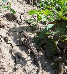 large gray lizard runs along the ground.