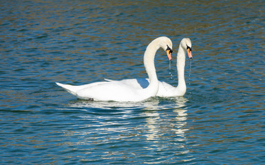 Synchronized dance of a swan couple preparing to breed on the shores of the Upper Zurich Lake (Obersee), Rapperswil, Switzerland