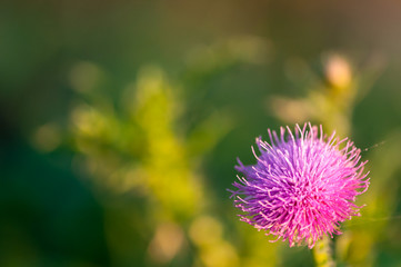 Close-up on a thistle flower. Shallow depth of field.