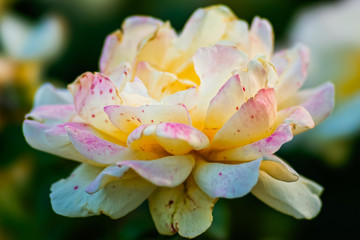 Yellow rose flower on a rosebush on a summer day. The floral décor or background for your project.