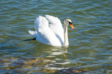 Swan swimming along the shores of the upper Zurch Lake (Obersee), Rapperswil, Sankt Gallen, Switzerland