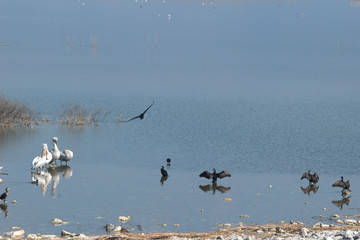 Lake Karla , Greece , wild flora and fauna, in a protected ecological environment